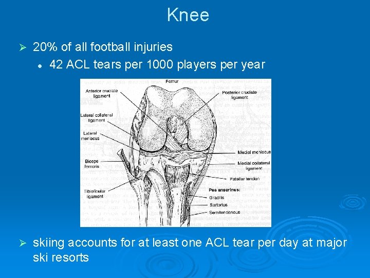 Knee Ø 20% of all football injuries l 42 ACL tears per 1000 players