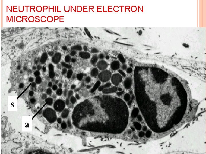 NEUTROPHIL UNDER ELECTRON MICROSCOPE 