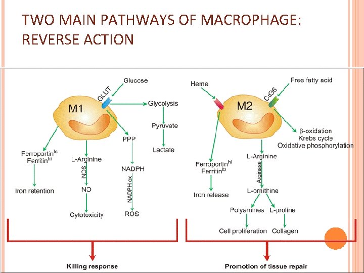 TWO MAIN PATHWAYS OF MACROPHAGE: REVERSE ACTION 