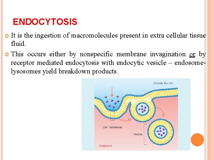 ENDOCYTOSIS It is the ingestion of macromolecules present in extra cellular tissue fluid. This