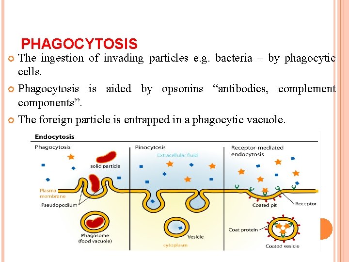 PHAGOCYTOSIS The ingestion of invading particles e. g. bacteria – by phagocytic cells. Phagocytosis