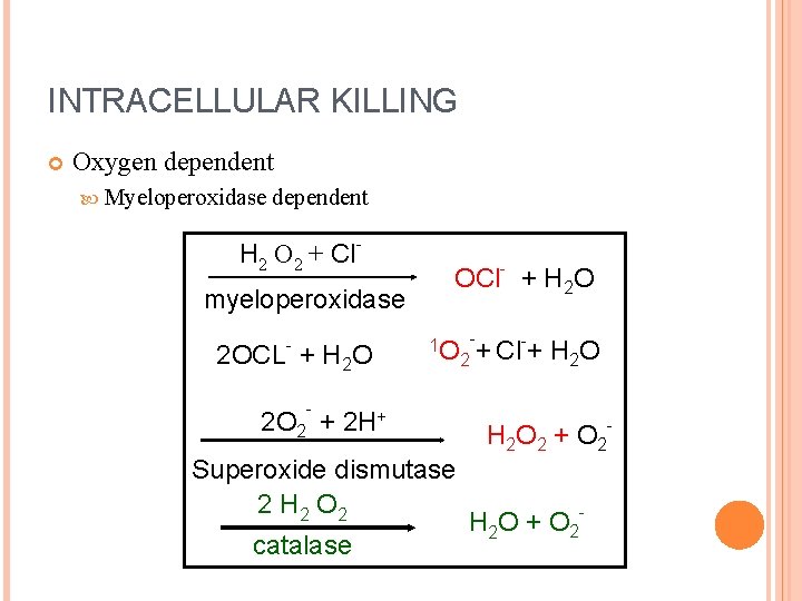 INTRACELLULAR KILLING Oxygen dependent Myeloperoxidase dependent H 2 O 2 + Clmyeloperoxidase - 2