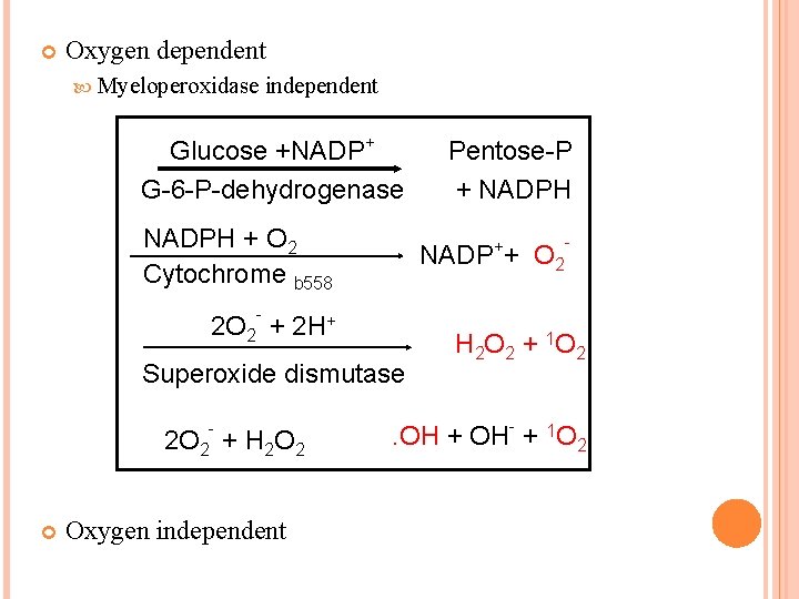  Oxygen dependent Myeloperoxidase independent Glucose +NADP+ G-6 -P-dehydrogenase NADPH + O 2 Cytochrome