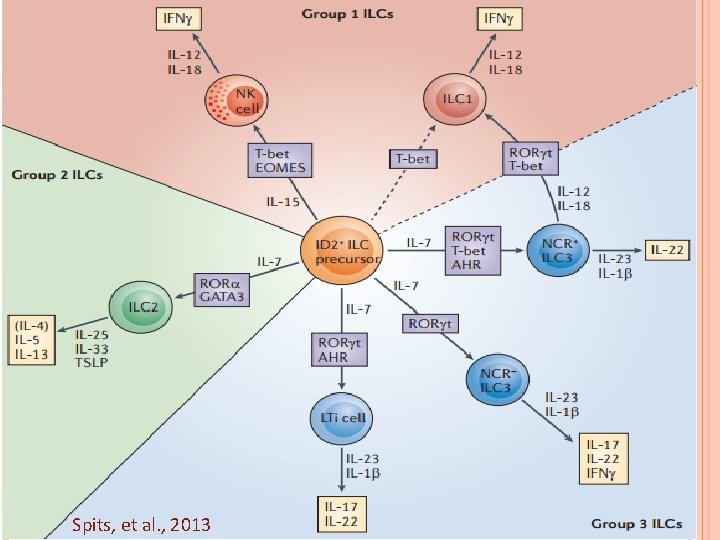 Spits, et al. , 2013 