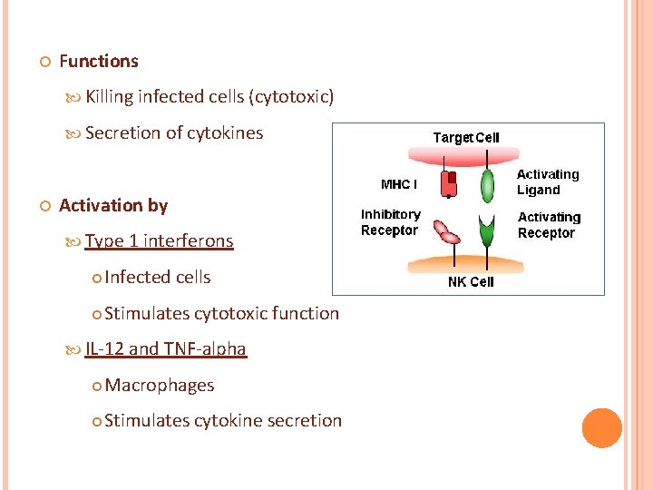  Functions Killing infected cells (cytotoxic) Secretion of cytokines Activation by Type 1 interferons