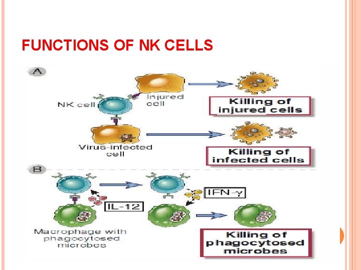 FUNCTIONS OF NK CELLS 