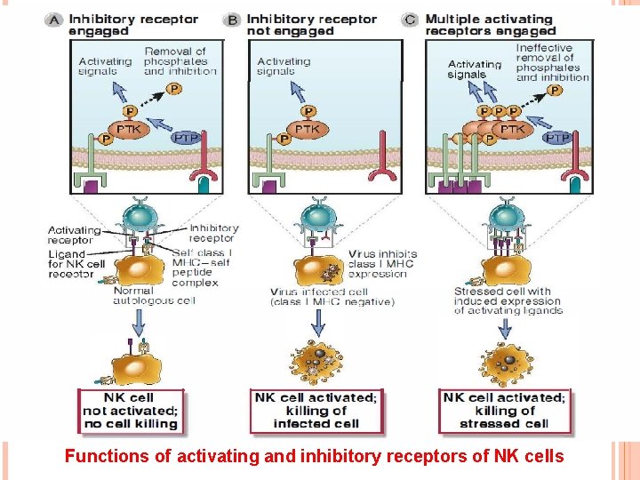 Functions of activating and inhibitory receptors of NK cells 