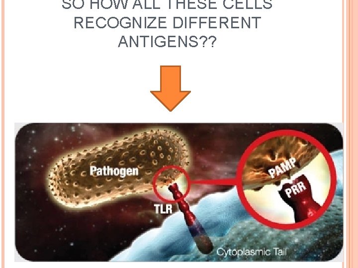 SO HOW ALL THESE CELLS RECOGNIZE DIFFERENT ANTIGENS? ? 