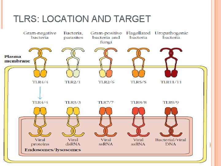 TLRS: LOCATION AND TARGET 