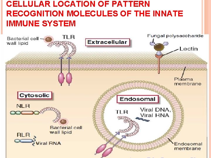 CELLULAR LOCATION OF PATTERN RECOGNITION MOLECULES OF THE INNATE IMMUNE SYSTEM 