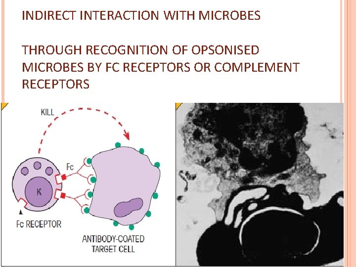 INDIRECT INTERACTION WITH MICROBES THROUGH RECOGNITION OF OPSONISED MICROBES BY FC RECEPTORS OR COMPLEMENT