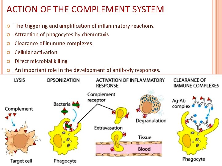 ACTION OF THE COMPLEMENT SYSTEM The triggering and amplification of inflammatory reactions. Attraction of