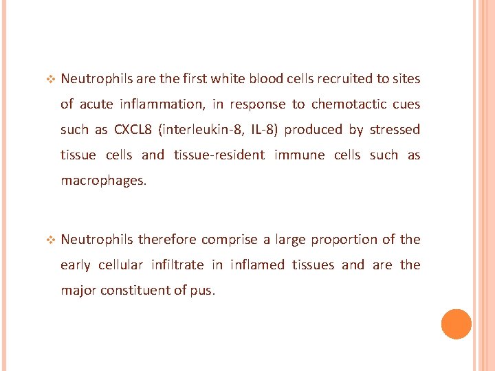 v Neutrophils are the first white blood cells recruited to sites of acute inflammation,