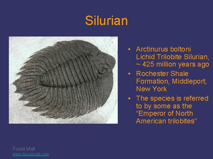 Silurian • Arctinurus boltoni Lichid Trilobite Silurian, ~ 425 million years ago • Rochester