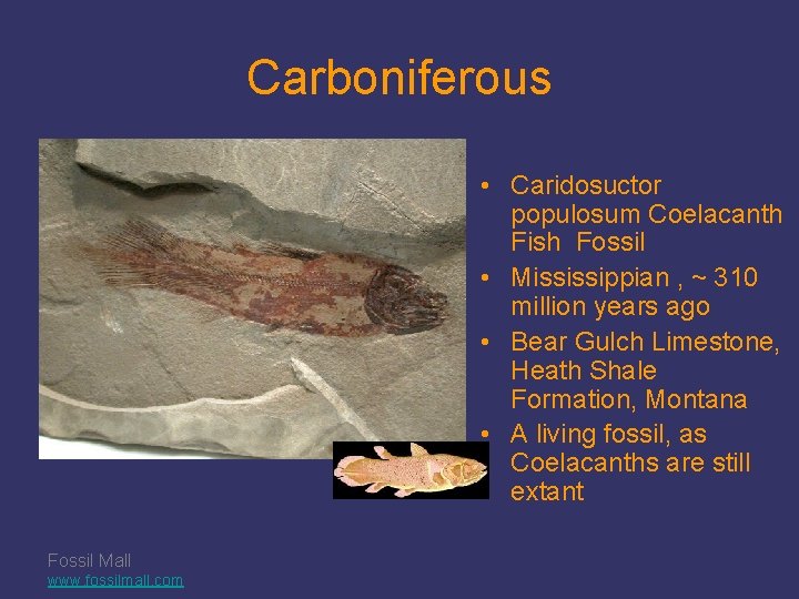 Carboniferous • Caridosuctor populosum Coelacanth Fish Fossil • Mississippian , ~ 310 million years