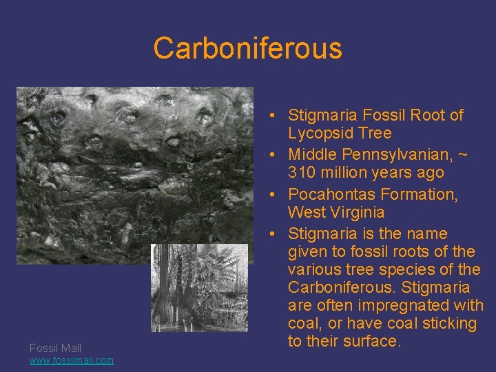 Carboniferous Fossil Mall www. fossilmall. com • Stigmaria Fossil Root of Lycopsid Tree •