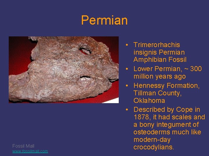 Permian Fossil Mall www. fossilmall. com • Trimerorhachis insignis Permian Amphibian Fossil • Lower