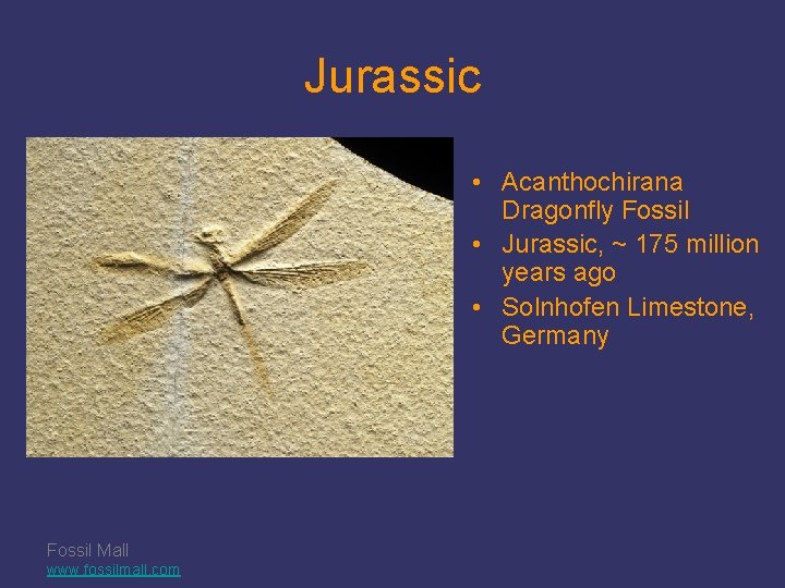 Jurassic • Acanthochirana Dragonfly Fossil • Jurassic, ~ 175 million years ago • Solnhofen