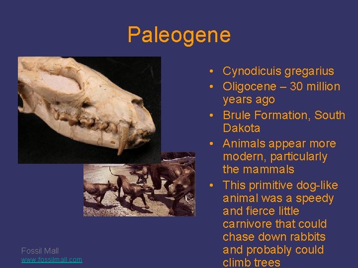 Paleogene Fossil Mall www. fossilmall. com • Cynodicuis gregarius • Oligocene – 30 million