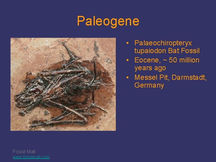 Paleogene • Palaeochiropteryx tupaiodon Bat Fossil • Eocene, ~ 50 million years ago •