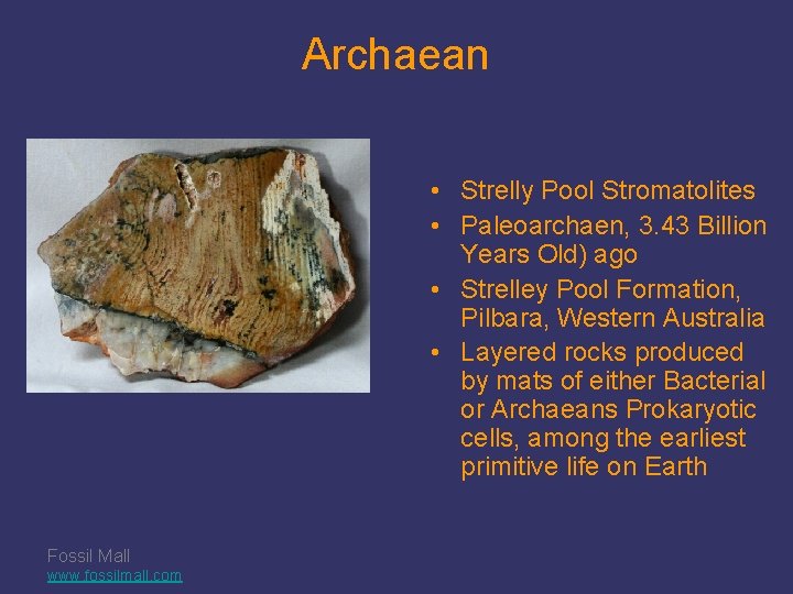 Archaean • Strelly Pool Stromatolites • Paleoarchaen, 3. 43 Billion Years Old) ago •