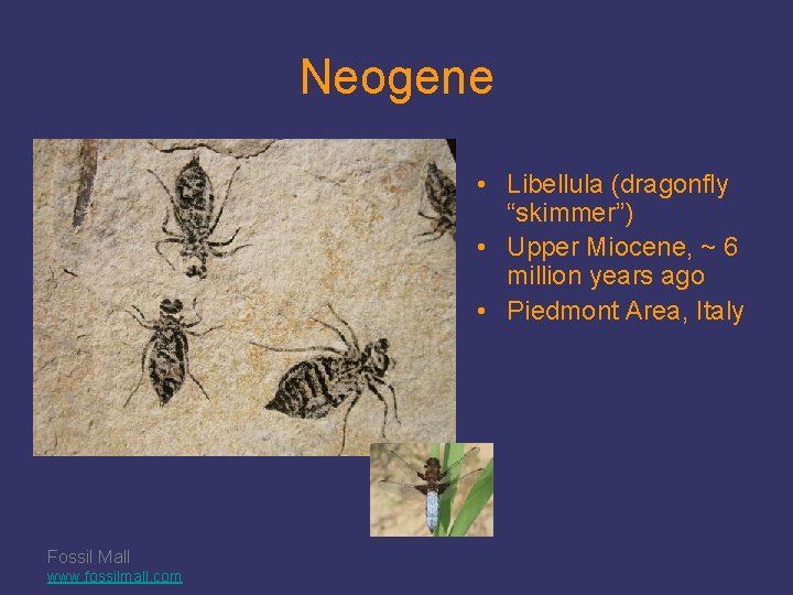 Neogene • Libellula (dragonfly “skimmer”) • Upper Miocene, ~ 6 million years ago •