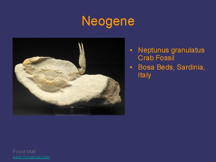 Neogene • Neptunus granulatus Crab Fossil • Bosa Beds, Sardinia, Italy Fossil Mall www.