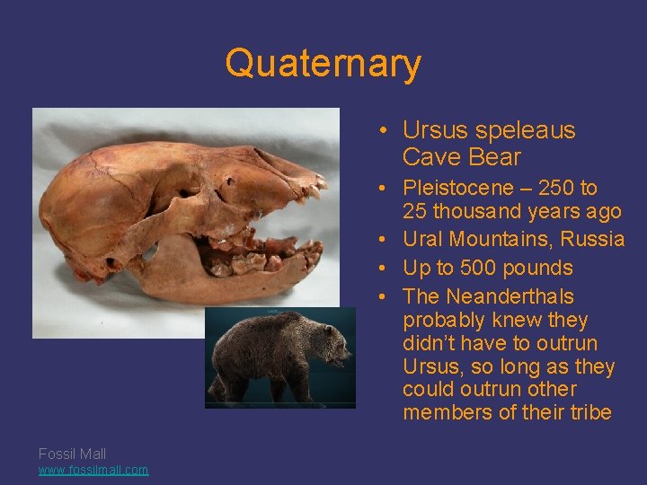 Quaternary • Ursus speleaus Cave Bear • Pleistocene – 250 to 25 thousand years