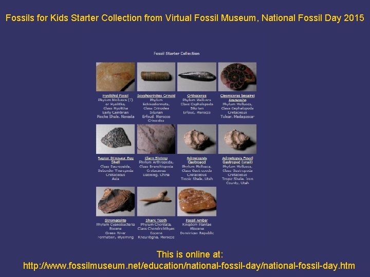 Fossils for Kids Starter Collection from Virtual Fossil Museum, National Fossil Day 2015 This