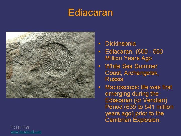 Ediacaran • Dickinsonia • Ediacaran, (600 - 550 Million Years Ago • White Sea