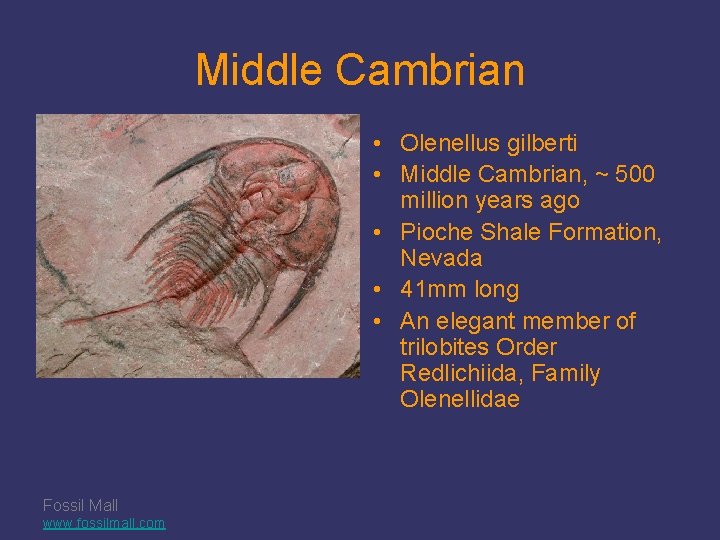 Middle Cambrian • Olenellus gilberti • Middle Cambrian, ~ 500 million years ago •