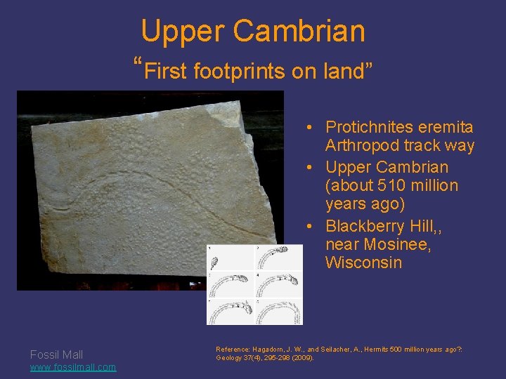 Upper Cambrian “First footprints on land” • Protichnites eremita Arthropod track way • Upper