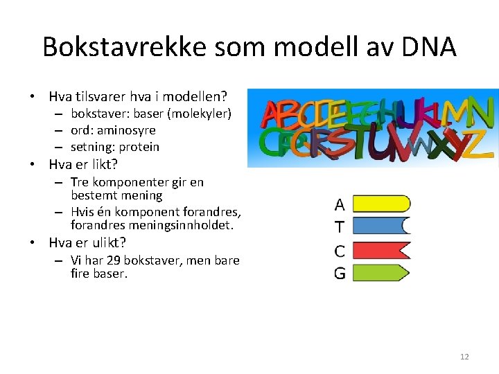 Bokstavrekke som modell av DNA • Hva tilsvarer hva i modellen? – bokstaver: baser Bokstavrekke som modell av DNA • Hva tilsvarer hva i modellen? – bokstaver: baser