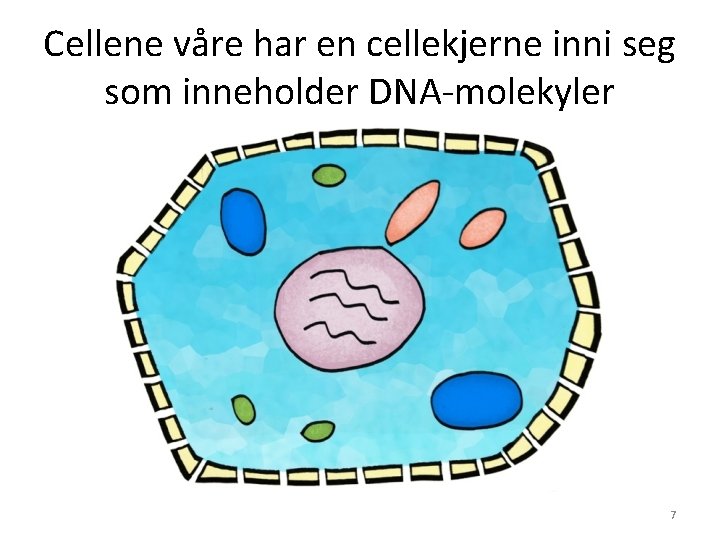 Cellene våre har en cellekjerne inni seg som inneholder DNA-molekyler 7 