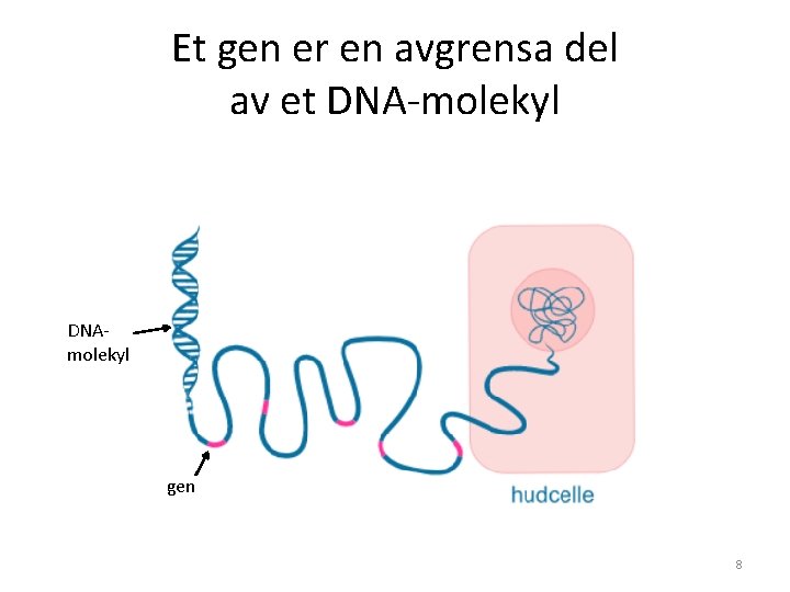 Et gen er en avgrensa del av et DNA-molekyl DNAmolekyl gen 8 