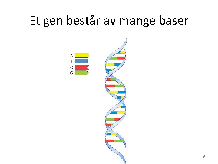 Et gen består av mange baser 9 
