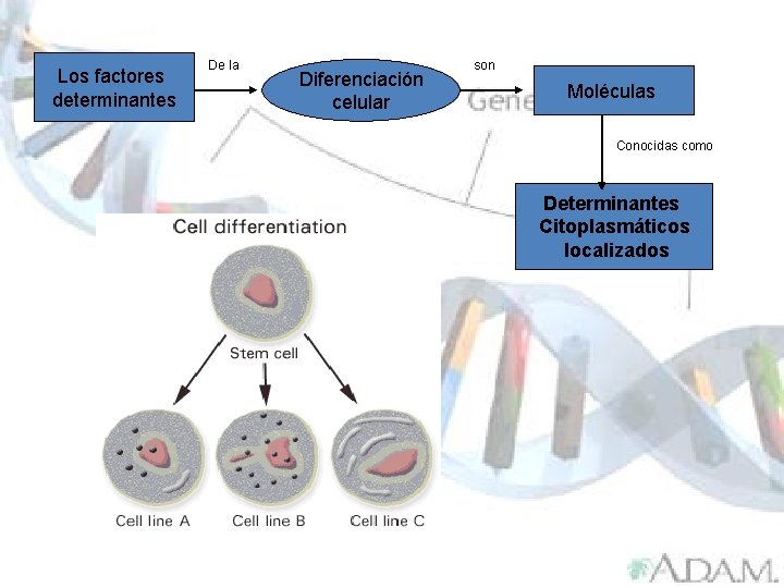 Los factores determinantes De la Diferenciación celular son Moléculas Conocidas como Determinantes Citoplasmáticos localizados