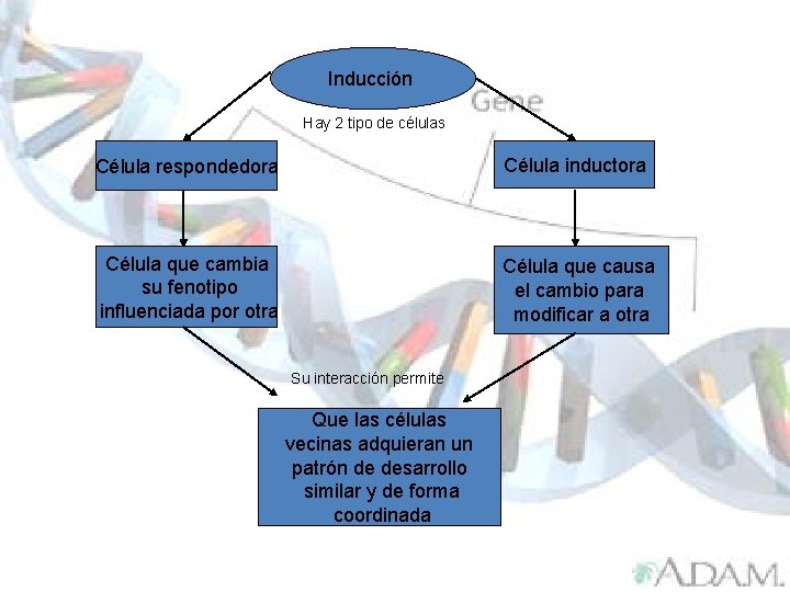 Inducción Hay 2 tipo de células Célula respondedora Célula inductora Célula que cambia su