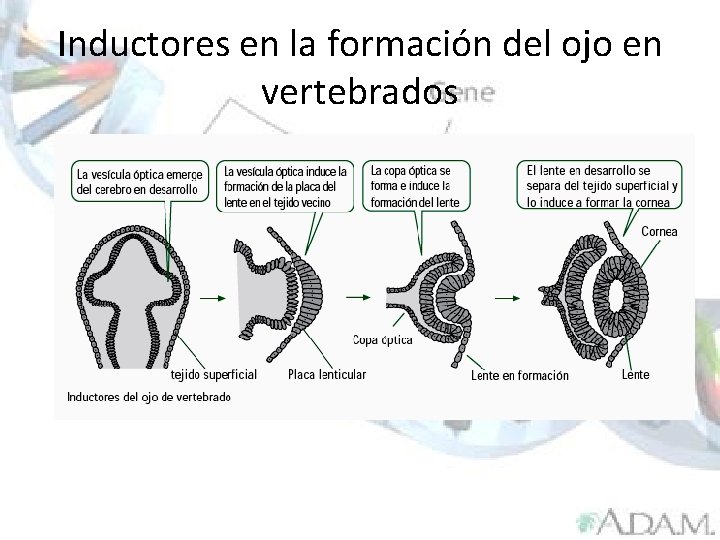 Inductores en la formación del ojo en vertebrados 