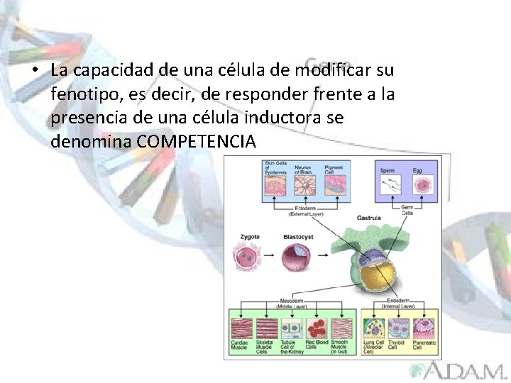  • La capacidad de una célula de modificar su fenotipo, es decir, de