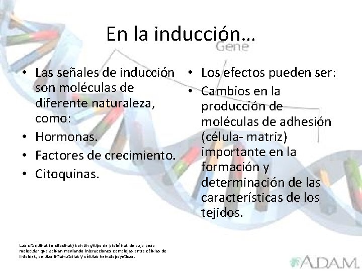 En la inducción… • Las señales de inducción • Los efectos pueden ser: son