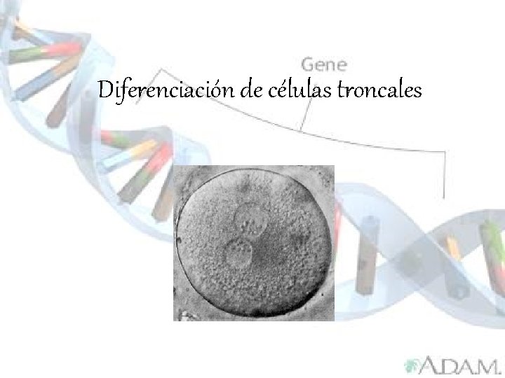 Diferenciación de células troncales 