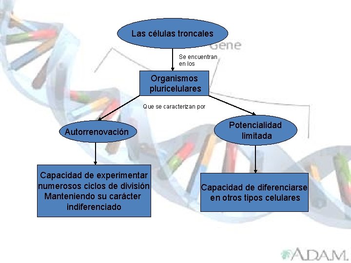 Las células troncales Se encuentran en los Organismos pluricelulares Que se caracterizan por Autorrenovación