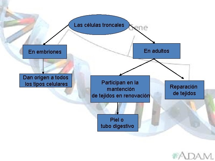 Las células troncales En adultos En embriones Dan origen a todos los tipos celulares