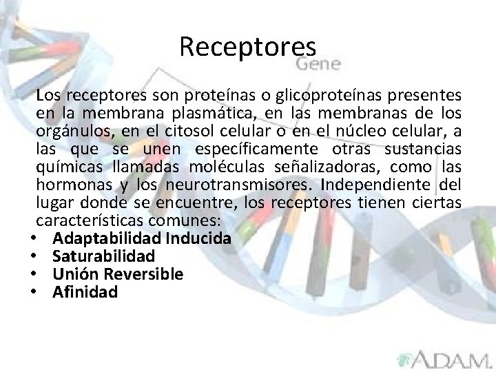 Receptores Los receptores son proteínas o glicoproteínas presentes en la membrana plasmática, en las