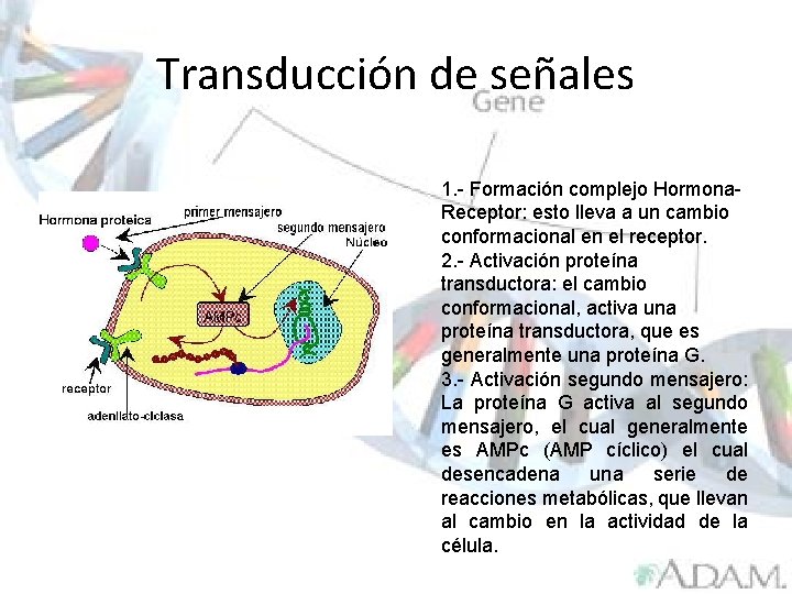 Transducción de señales 1. - Formación complejo Hormona. Receptor: esto lleva a un cambio