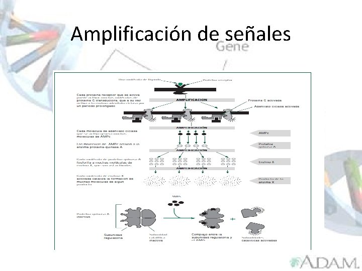 Amplificación de señales 