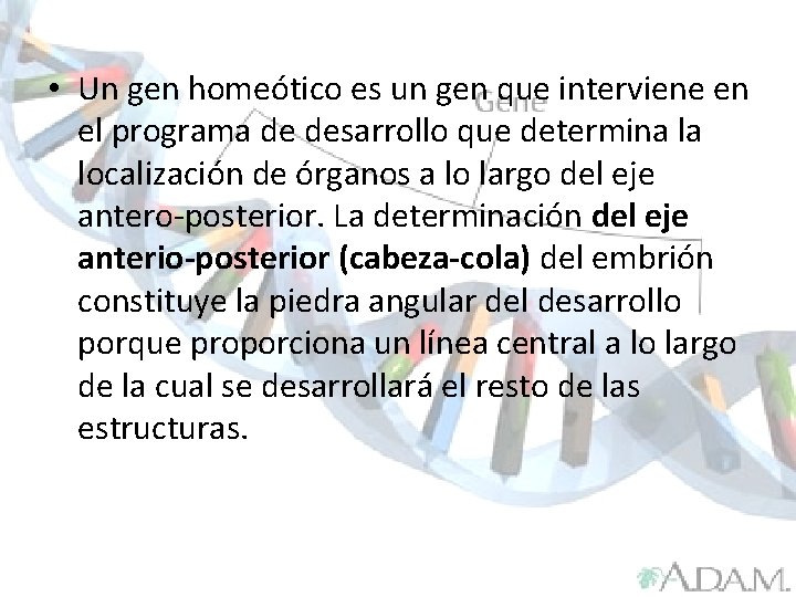  • Un gen homeótico es un gen que interviene en el programa de