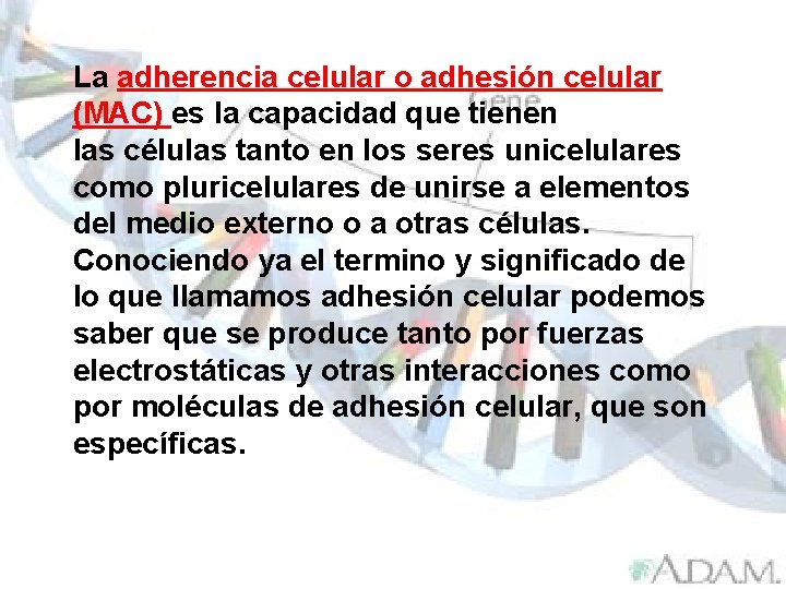 La adherencia celular o adhesión celular (MAC) es la capacidad que tienen las células