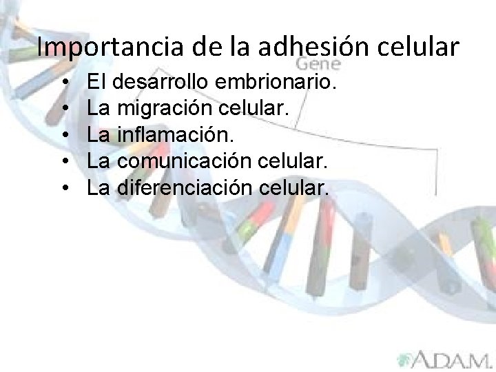 Importancia de la adhesión celular • • • El desarrollo embrionario. La migración celular.